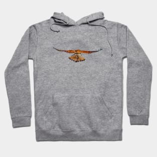 Rear view of a hovering Kestrel Hoodie